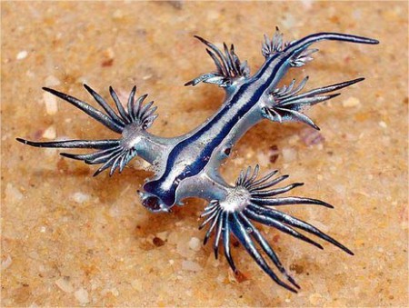 Cría de Dragón Azul $36000